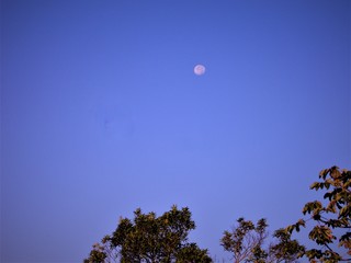 Flowers, gardens, and lanscapes of my town 