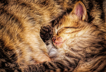Fototapeta na wymiar baby kitten with mother