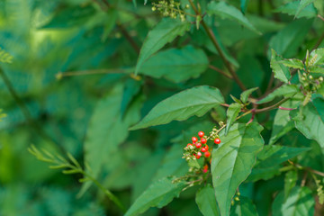 Wild berries thrive during the rainy season.