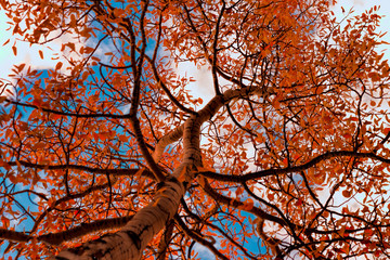 Fototapety  drzewo jesienią
