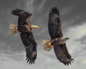 Bald Eagles in Flight