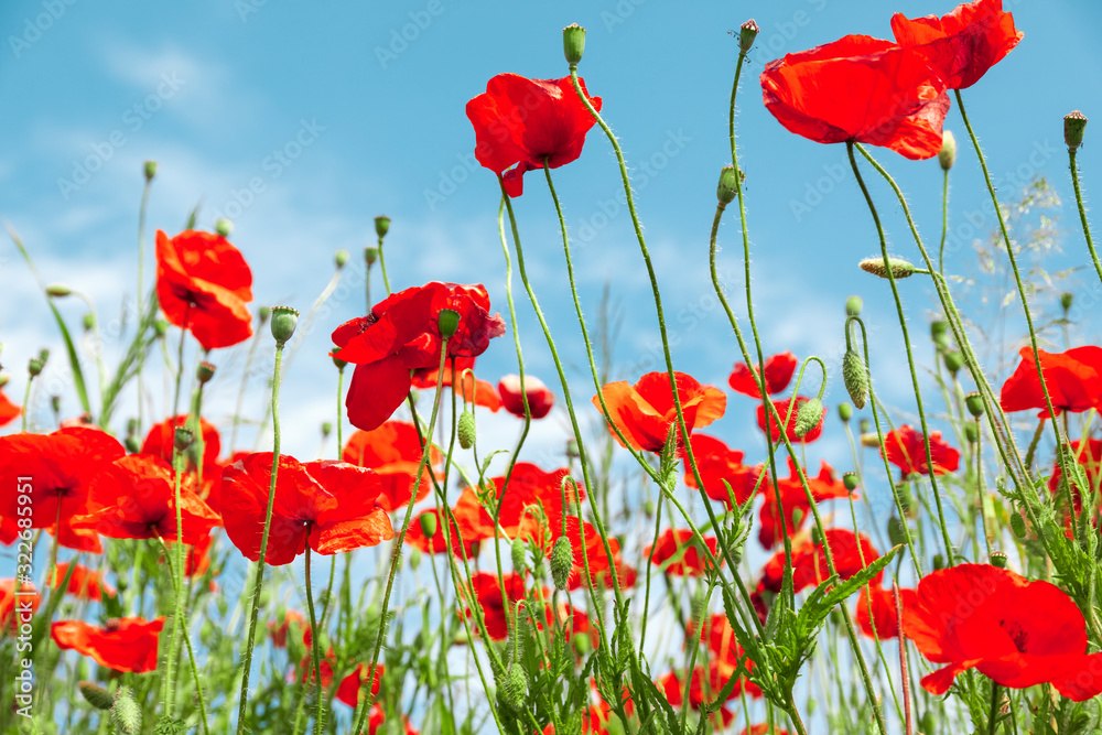 Sticker Red poppy flowers on sunny blue sky, poppies spring blossom, green meadow with flowers