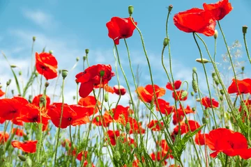 Deurstickers Red poppy flowers on sunny blue sky, poppies spring blossom, green meadow with flowers © Mariusz Blach