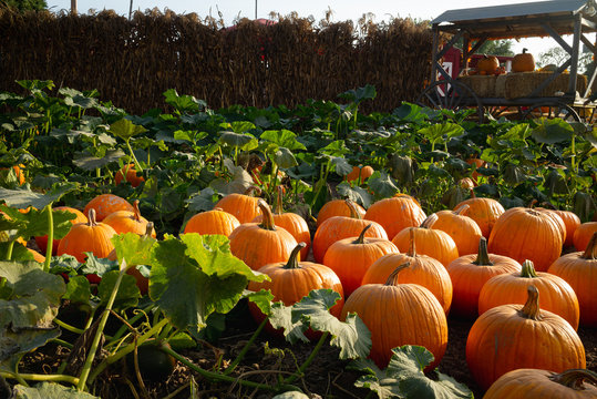 Sunny natural pumpkin patch in Autumn