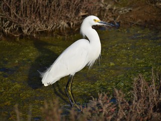 A snowy egret (Egretta thula) wades in the shallows alongside Elkhorn Slough in California.