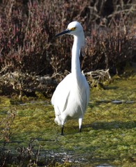 A snowy egret (Egretta thula) wades in the shallows alongside Elkhorn Slough in California.