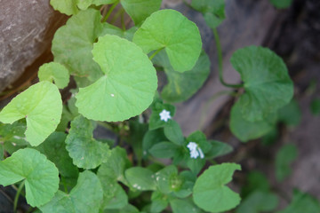 Herbal Thankuni leaves ,Centella asiatica,gotu kola