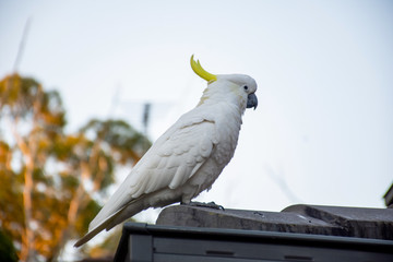 Sulphur-crested cockatoo sitting on a roof corner