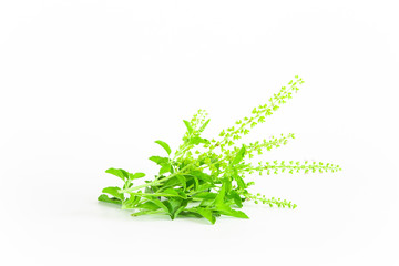 Green Holy Basil, Ocimum sanctum on white background.