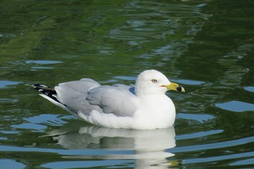Fototapeta na wymiar Seagull on river background in Florida nature, closeup
