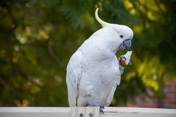 Curious sulphur-crested cockatoo sitting on the backyard fence with piece of bread in its beak