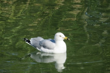 Seagull on river background in Florida nature, closeup