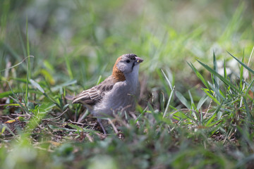 Speckled fronted Sparrow feeding in grass at Masai Mara, Kenya, Africa