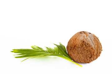 brown dry coconut on white background.