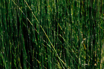 green grass with water drops
