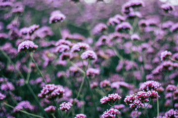 Verbena