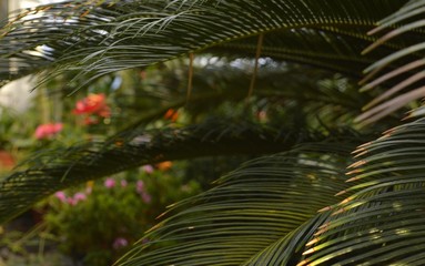 Background made of green leaves, with blurred middle and bokeh