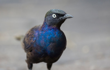 Beautiful colours of Ruppells Starling seen at Masai Mara, Kenya, Africa