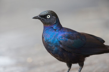Beautiful colours of Ruppells Starling seen at Masai Mara, Kenya, Africa
