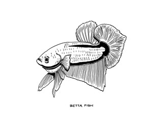 vector of hand drawn betta fish.