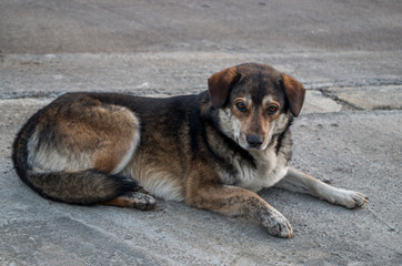 Homeless mongrel dog of gray-brown color with white chest and long hair, fluffy tail and hanging ears lies on gray sidewalk of street near the road looking straight with kind tired slightly puffy eyes