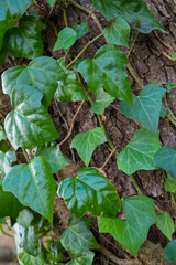 A fragment of a tree trunk with gray bark, covered with vines of juicy green ivy, with carved leaves of a triangular shape shining in the sun. Natural and organic background.