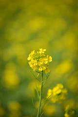 closeup view of mustard yellow flowers blooming in field