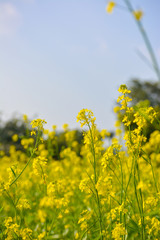 Obraz premium Mustard field with Beautiful blue sky