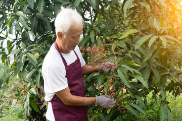 Fototapeta premium asian chinese farmer in orchard