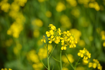 closeup view of mustard yellow flowers blooming in field