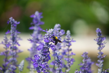 bee on flower , blue salvia