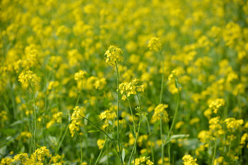 Fototapeta premium Beautiful yellow flowers of mustard field