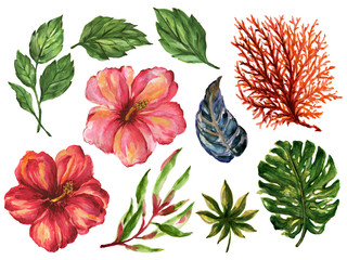 Set of Beach forest  sea foliage botanicle elements Abstract flowers and leaves colorful Bouquet on white © HoyaBouquet