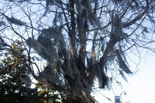 Moss in Tree at Sunset 2