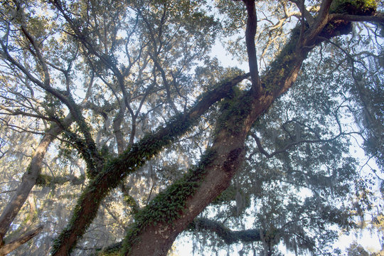 Tree with Climbing Vine 1