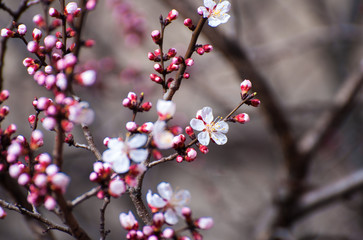 Cherry tree  in blossom. Beginning of a spring