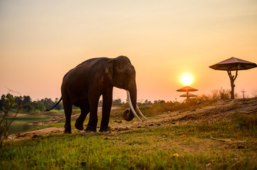 Fototapeta na wymiar Elephant on sunset in National park of Surin Thailand