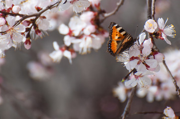 Close up yellow butterfly on the branch of blossom tree. Spring sakura