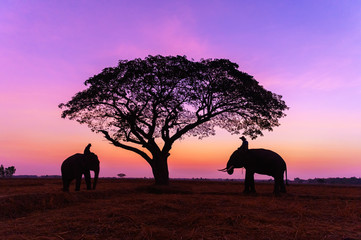 Fototapeta na wymiar Silhouette of asia Elephants at Surin Thai land on the morning sunset.