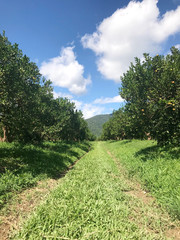 Row of orange or tangerine plantation against blue sky on sunny day