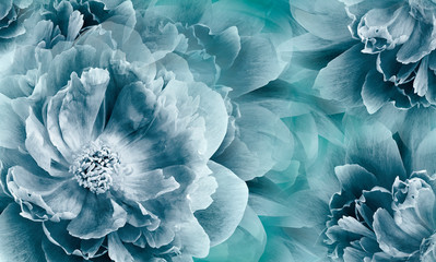 Floral blue background. Flowers and peony petals. Flower composition. Nature.
