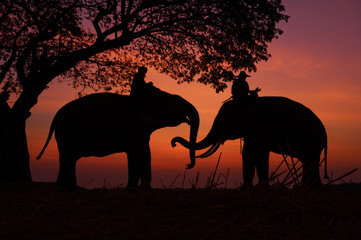 Naklejka na ściany i meble Silhouette of asia Elephants at Surin Thai land on the morning sunset.