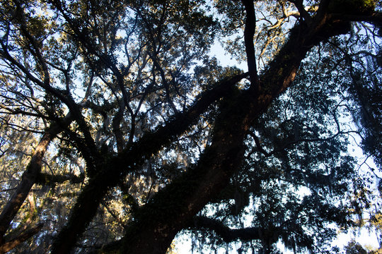 Sky with Shadow Cutout of Tree