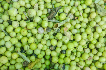 top view of fresh  star gooseberry from garden