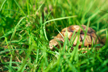 Turtles on the lawn and Suzuka turtles walking on the lawn