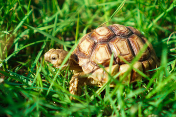 Turtles on the lawn and Suzuka turtles walking on the lawn