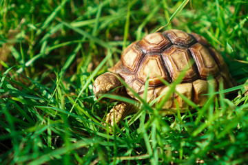 Turtles on the lawn and Suzuka turtles walking on the lawn
