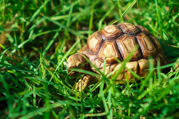 Turtles on the lawn and Suzuka turtles walking on the lawn