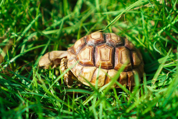Turtles on the lawn and Suzuka turtles walking on the lawn