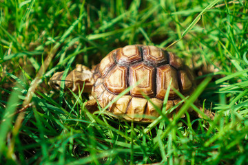 Turtles on the lawn and Suzuka turtles walking on the lawn
